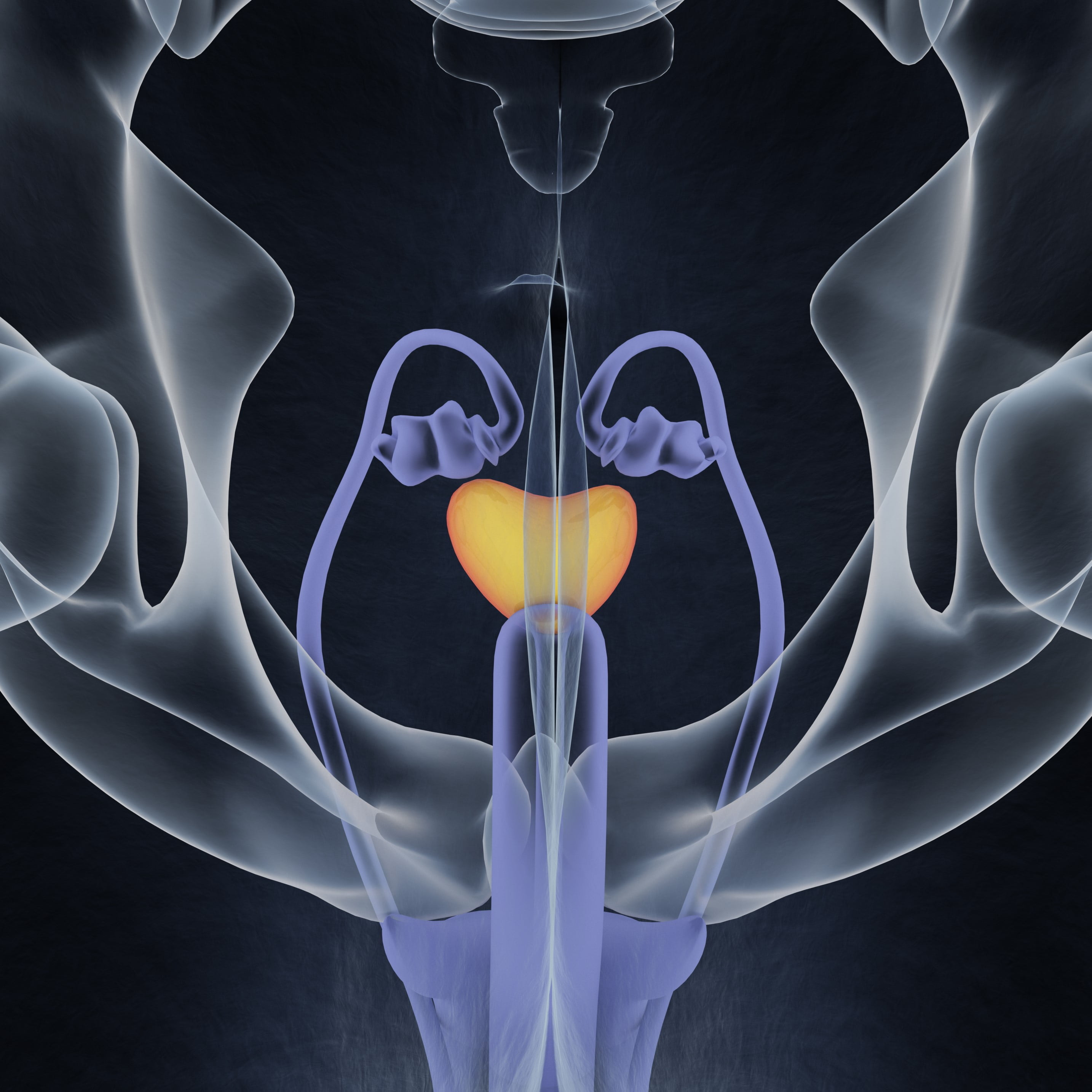 Prostate gland. Male reproductive and urinary systems.