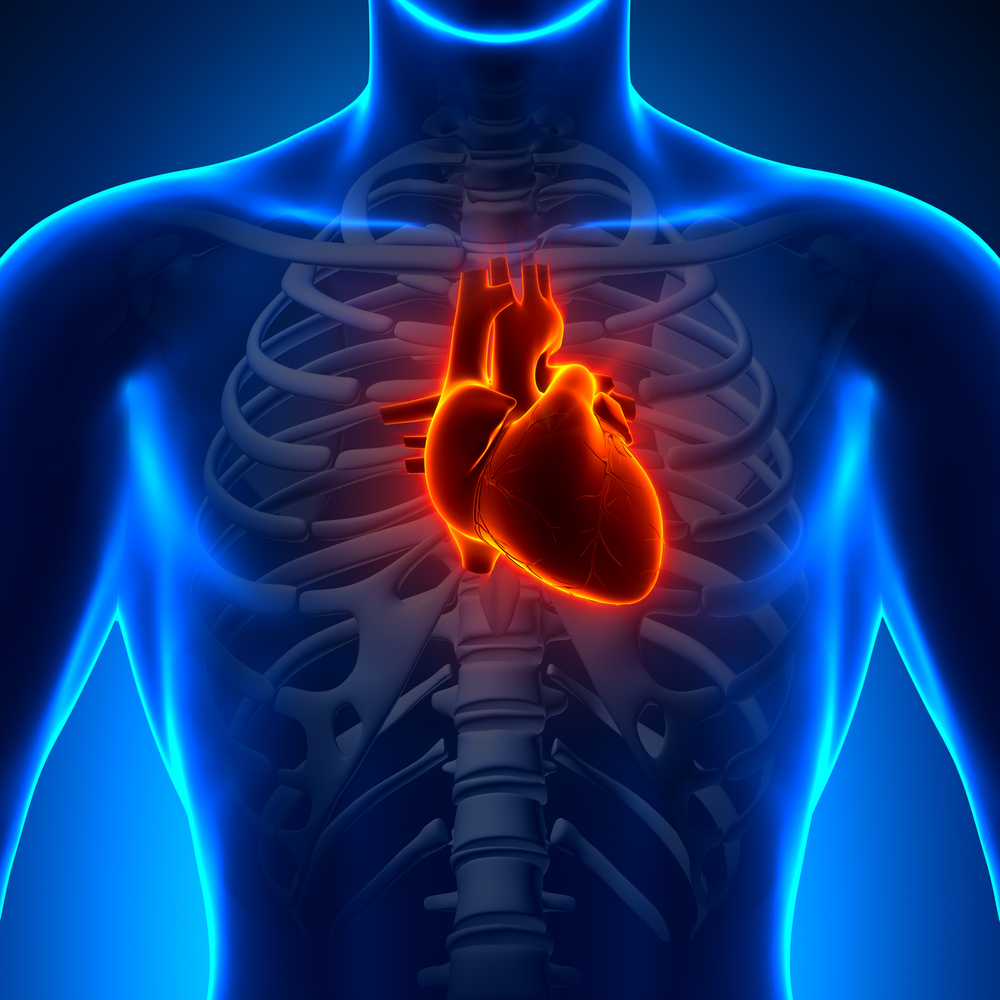 Anatomy,Heart,-,Chest,Medical,Scan
