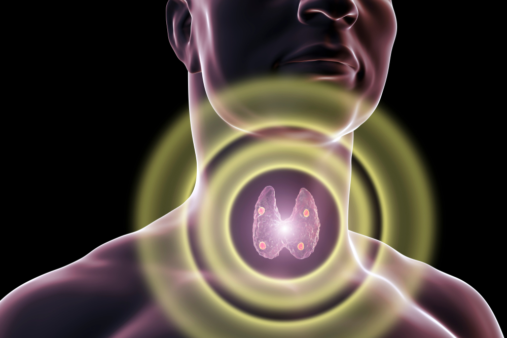 Thyroid,And,Parathyroid,Glands,In,Human,Body,,3d,Illustration