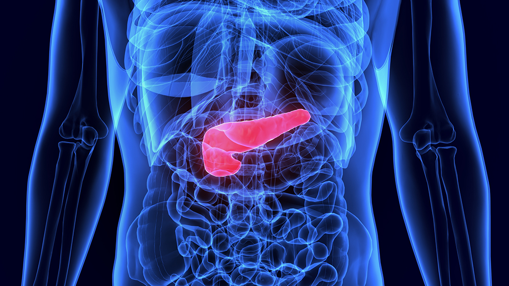 Human Gallbladder and Pancreas Anatomy Illustration. 3D render