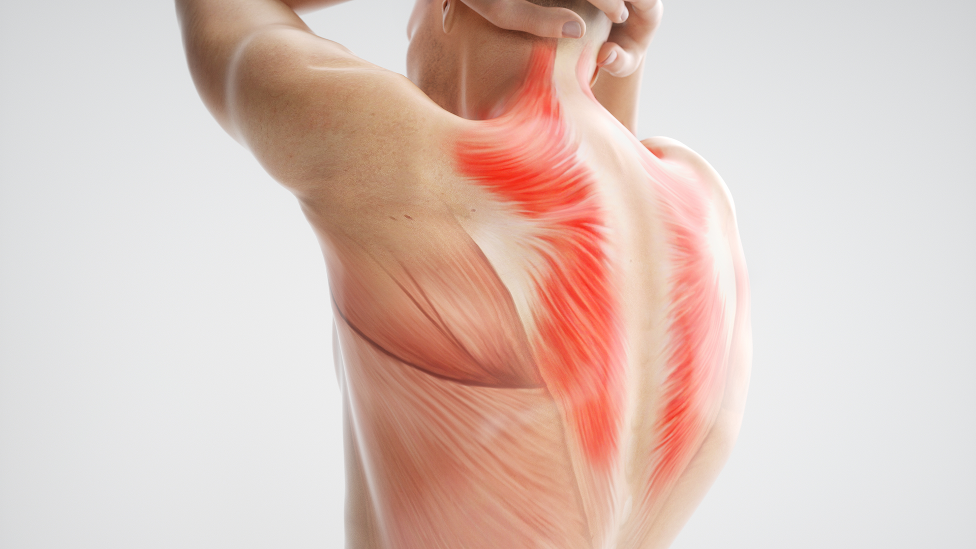 fascia