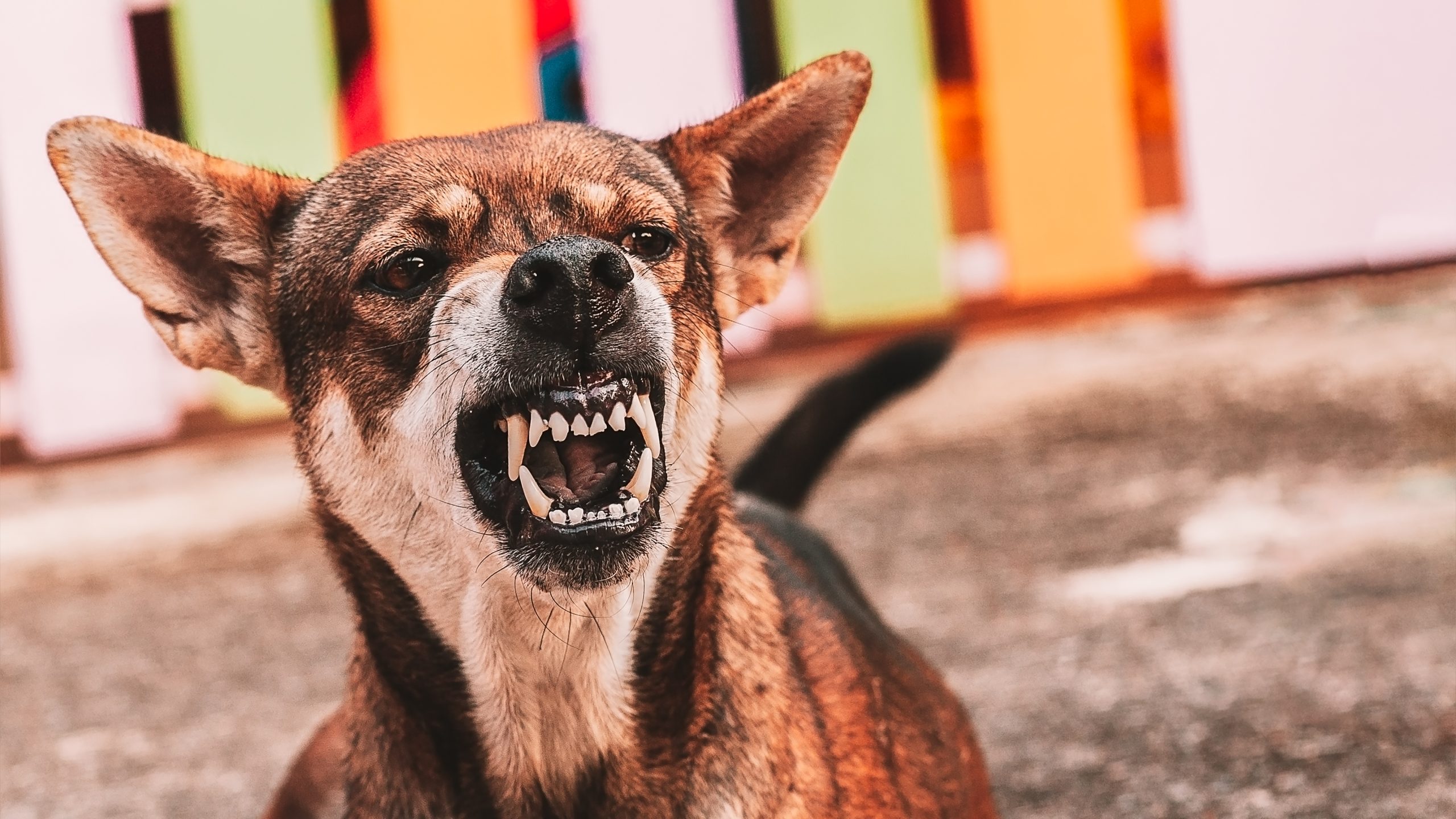 Aggressive,Dog,Shows,Dangerous,Teeth.angry,Animal,Hard,Attack,Head,Detail