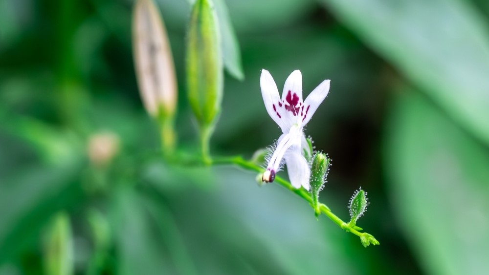 TGA set to ban herbal medicine ingredient