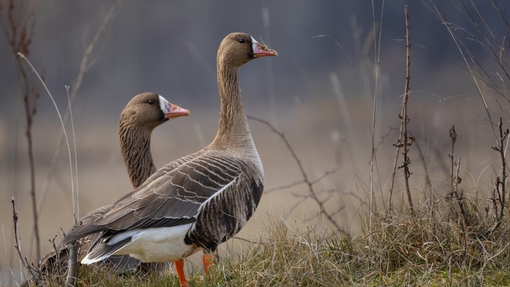 GV Feature image - bird flu - grohmann