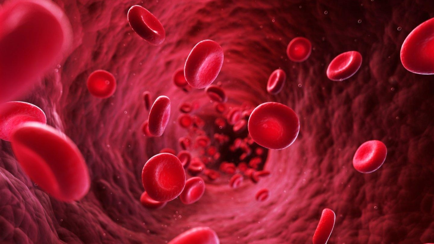 Red blood cells - AI
