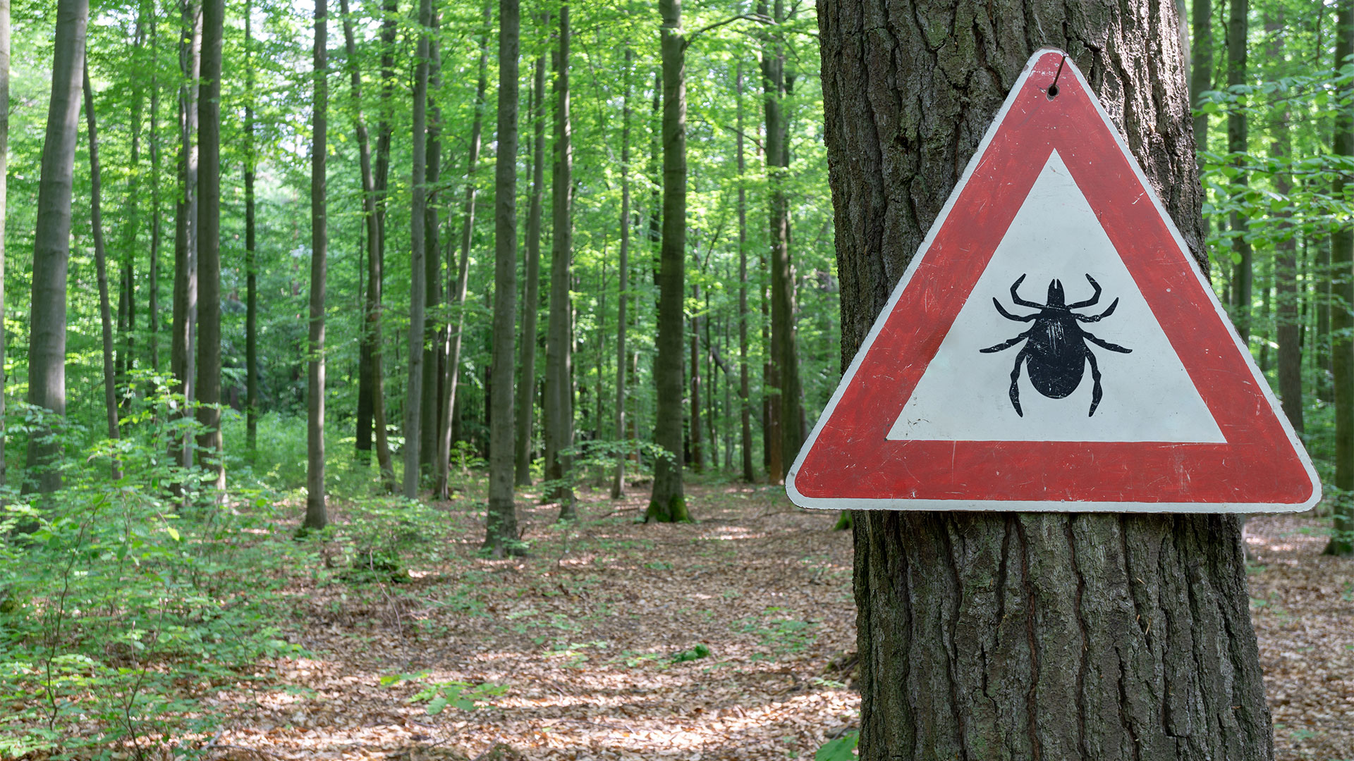Tick_Disease